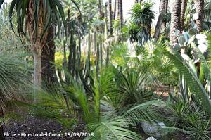 19 ELCHE HUERTO DEL CURA (70)